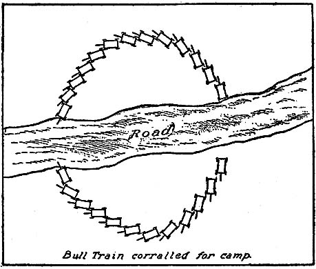 Bull Train corralled for camp.