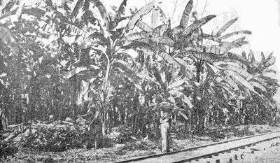banana trees beside a railroad track