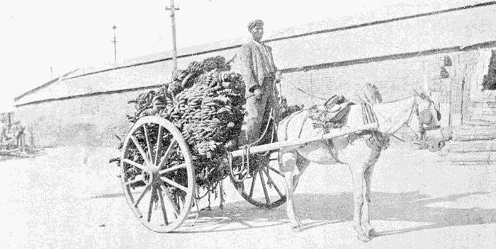 man driving a cart loaded with bananas and pulled by a mule