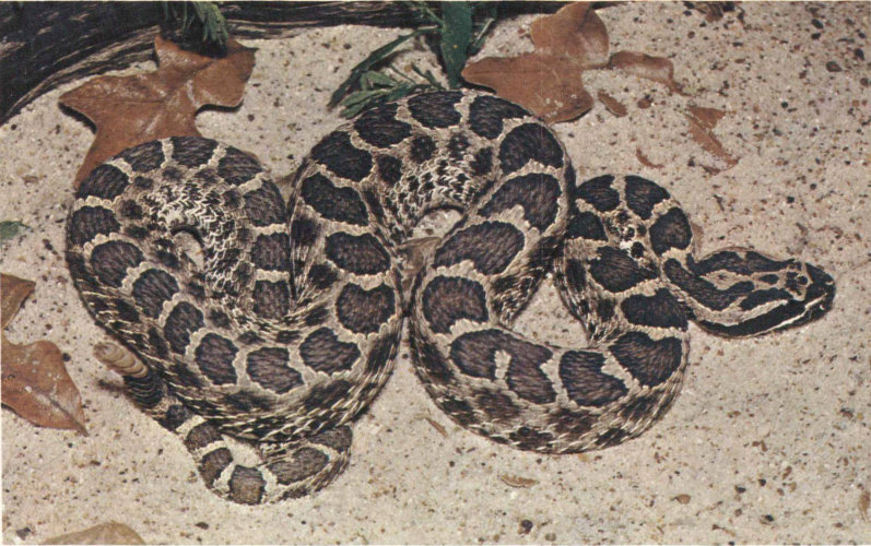 WESTERN MASSASAUGA