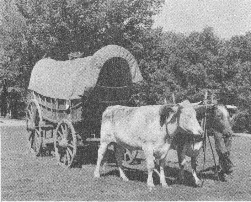 Ox-drawn wagon.