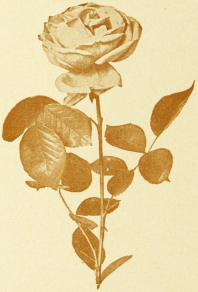 rose07