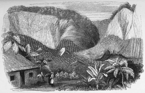 Plate 4.—Konda-galla Estate, near Neura-ellia, Ceylon.