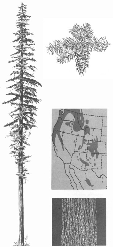 Douglas-Fir