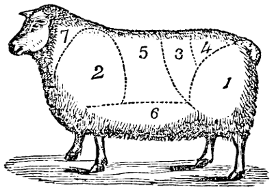 Sheep marked into sections of mutton