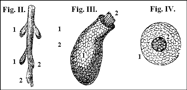 Fig. II. Fig. III. Fig. IV.