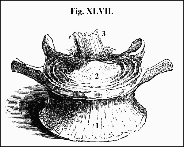 Fig. XLVII.