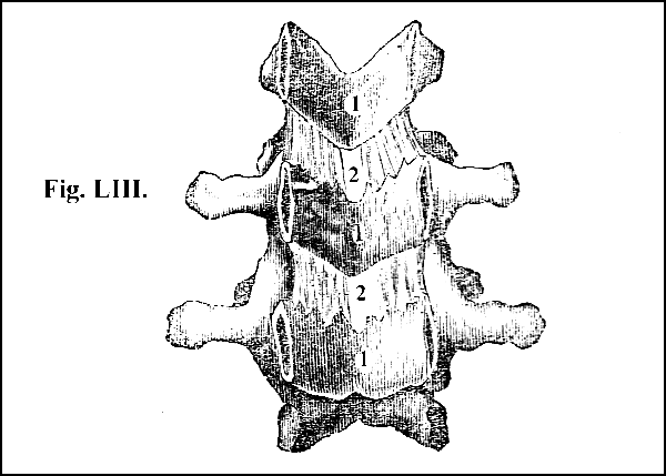 Fig. LIII.