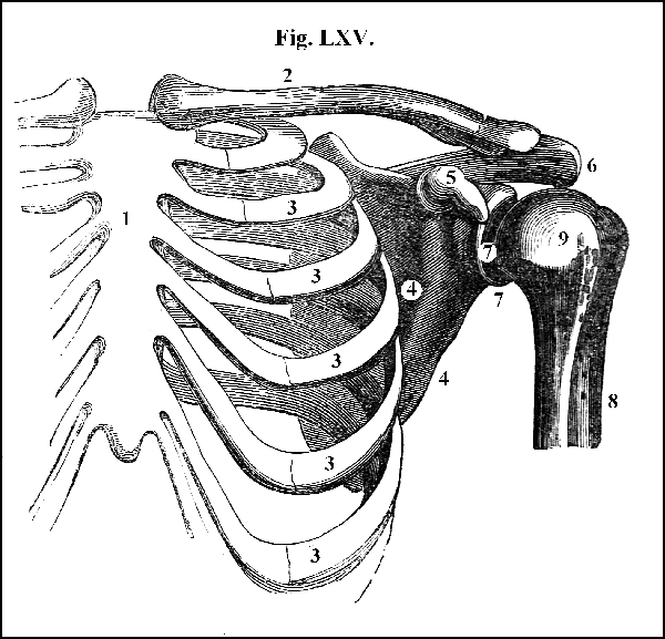 Fig. LXV.