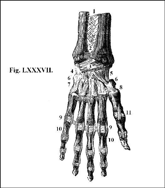 Fig. LXXVII.