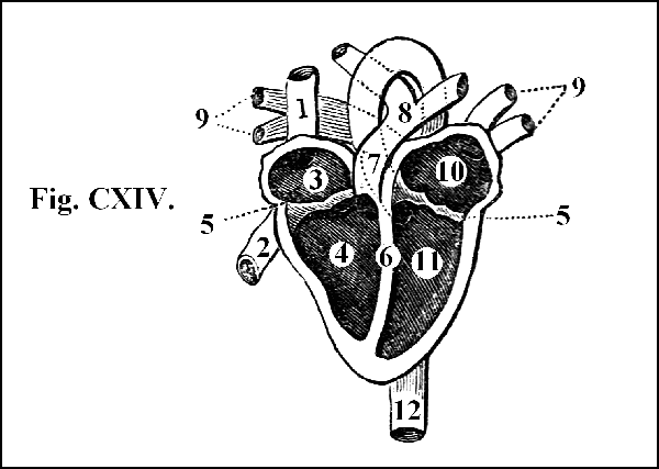 Fig. CXIV.