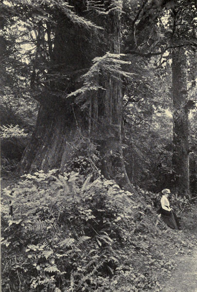 In a Puget Sound Forest