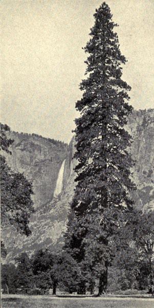 Yellow Pine (Yosemite Valley Form)