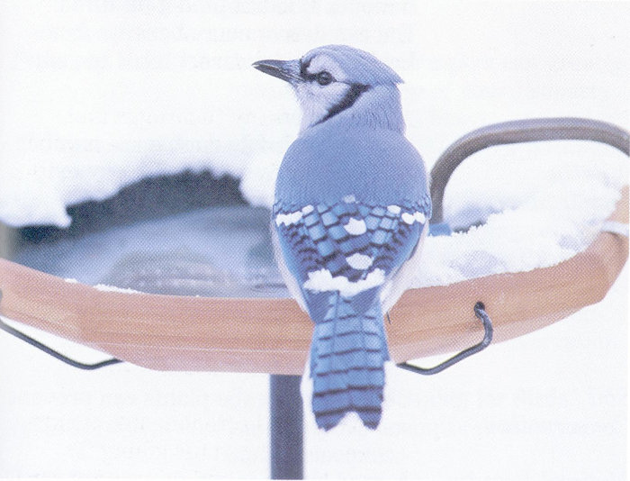 Bird bath