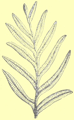 Alethopteris lonchitica