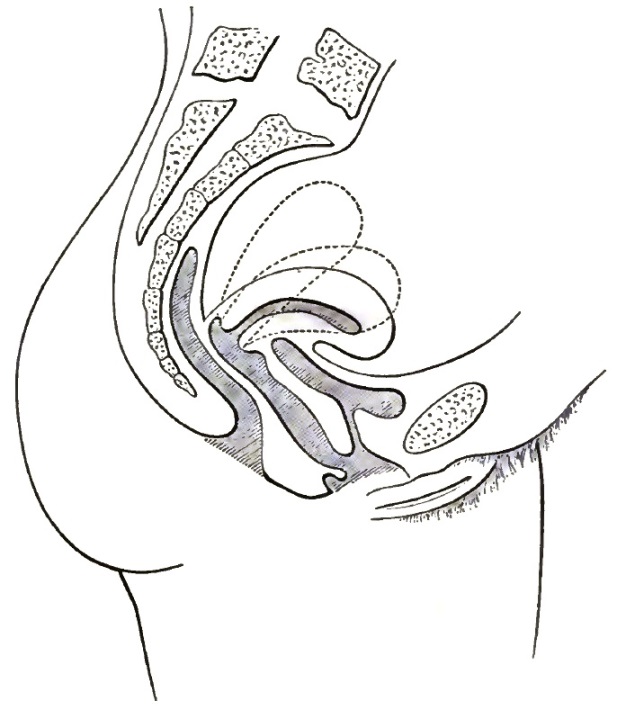 Pelvic Organs