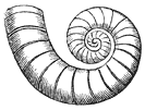 Schelp van het Posthoorntje (Spirula). Ware grootte.