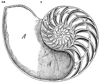 Schelp van Nautilius pompilius (naast de as doorgezaagd): A) Laatst bewoonde kamer. a) Met lucht gevulde kamers. ½ van de ware grootte.