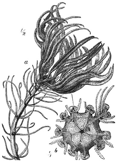 Medusahoofd (Pentacrinus caput-Medusae).—a) Het geheele lichaam met uitzondering van het onderste stuk van den 48 cM. langen steel. Deze is afgerond, 5-kantig en draagt regelmatig verdeelde, 5-tallige kransen van ± 7 cM. lange ranken.—b) Kelk van boven gezien (schijf), na het afsnijden der armen; de onderste leden met hunne ranken zijn nog aanwezig; de schijf is uit kalkplaatjes samengesteld en vertoont 5 ambulacraalgroeven, die zich bij den oorsprong der armen vertakken. Ware grootte.