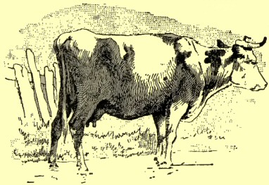 Drawing of a cow