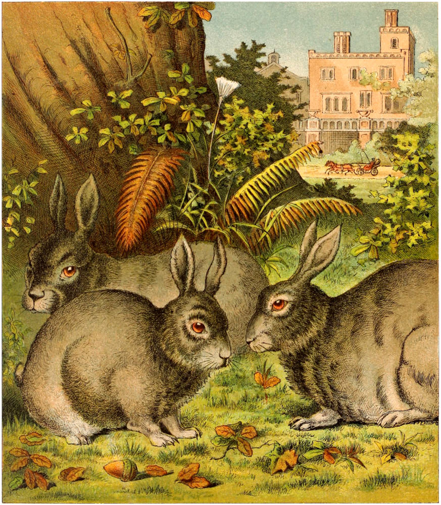 Rabbits