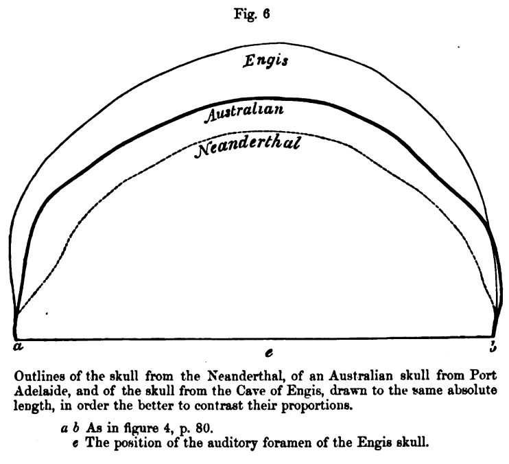 Figure 6. Outlines of Skulls 