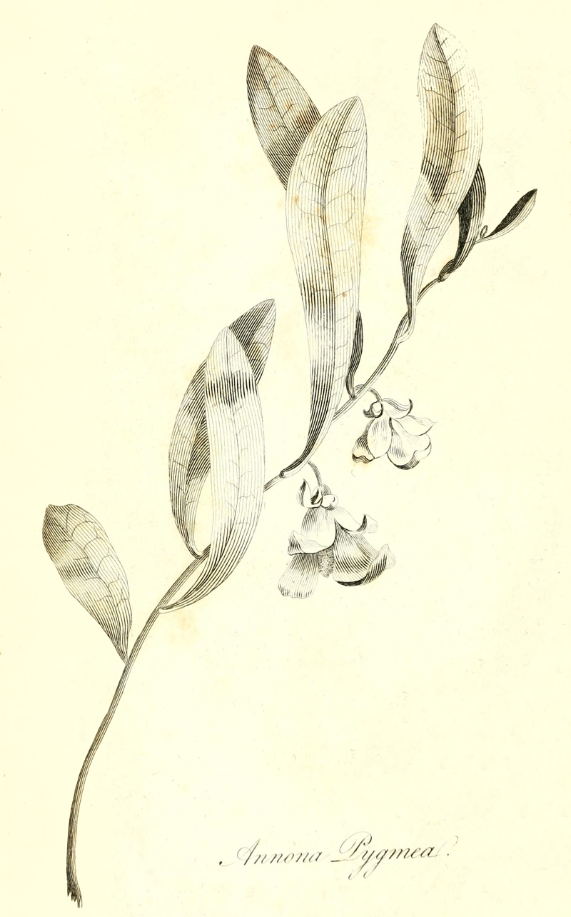 [Illustration: Annona Pygmea]