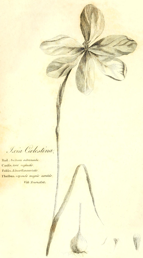 [Illustration: Ixia Cœlestina]