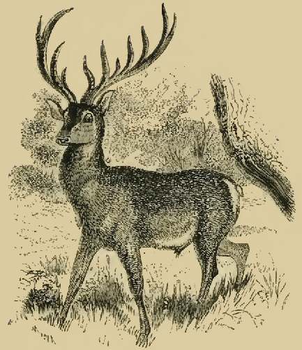 Stag