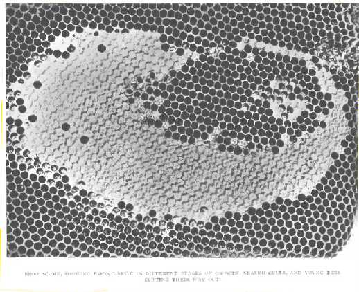 Brood-comb, showing eggs, larvæ in different stages of growth, sealed cells, and young bees cutting their way out