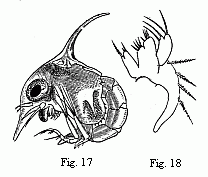 Fig. 17. Zoëa of a Marsh Crab (Cyclograpsus ?), magnified. Fig. 18. Maxilla of the second pair in the same species, magnified.
