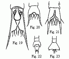 (Figs. 19 to 23. Tails of the Zoëæ of various Crabs. Fig. 19. Pinnotheres. Fig. 20. Sesarma. Fig. 21. Xantho. Fig. 22 and 23 of unknown origin. 