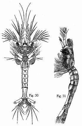 Fig. 30. Older Zoëa of the same Prawn, magnified. Fig. 31. Mysis-form of the same Prawn, magnified.