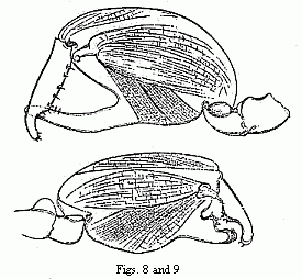 Figs. 8 and 9. The two forms of the chelæ of the male of Orchestia Darwinii, magnified.