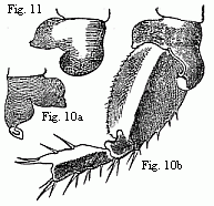 Fig. 10. Coxal lamella of the penultimate pair of feet of the male (a), and coxal lamella, with the three following joints of the same pair of feet of the female (b) of Melita Messalina, magnified. Fig. 11. Coxal lamella of the same pair of feet of the female of M. insatiabilis.