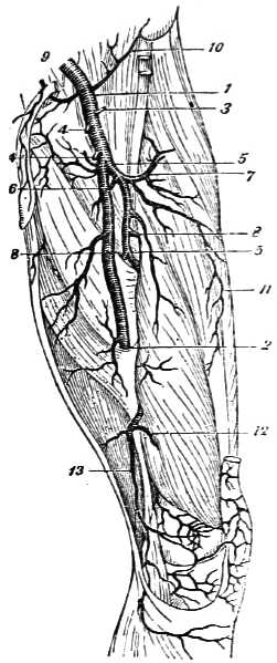Thigh and knee showing arteries and veins.