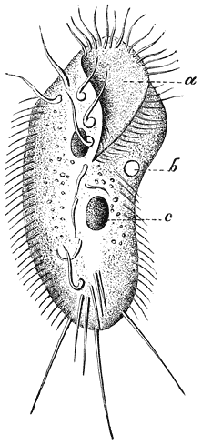 Mosseldiertje (Stylonychia mytilus), van de buikzijde gezien. Nat. grootte ¼ mM.