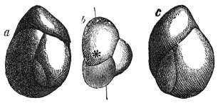 Guttulina communis. a, b, c) van verschillende zijden gezien. Vergroot.