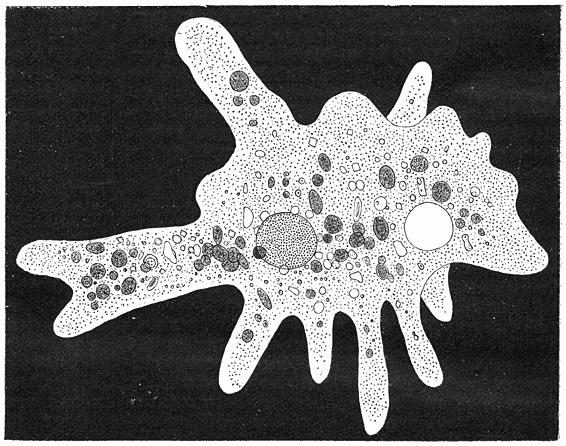 Amoeba proteus. Sterk vergroot.