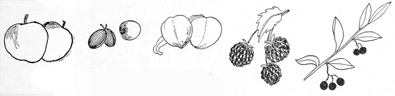 Fruit