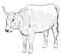 Cow