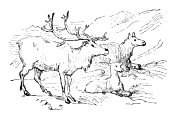 Group of Reindeer