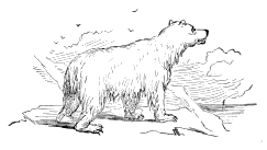 Polar Bear