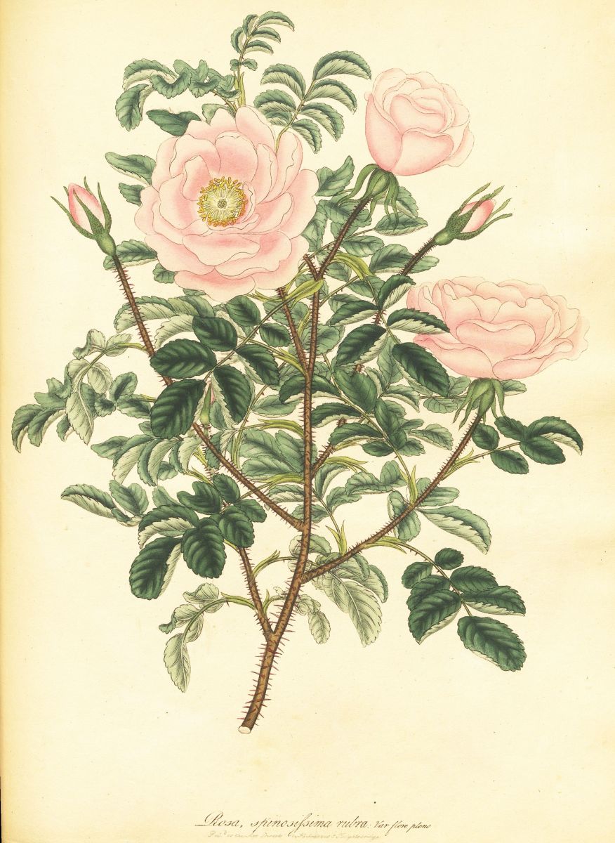 Rosa Spinasifsima A. - Double Scotch Rose – The Prints Archive