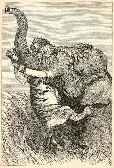 JUMBO: THE ELEPHANT (JUMBO ADVENTURE Book 1) eBook
