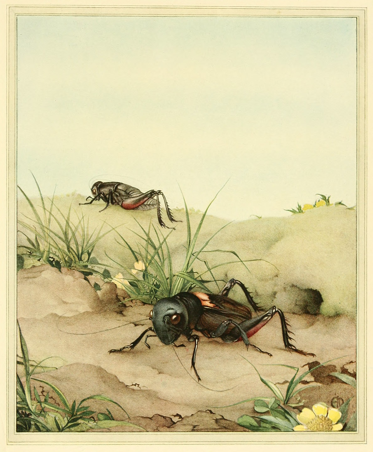 THE FIELD CRICKET