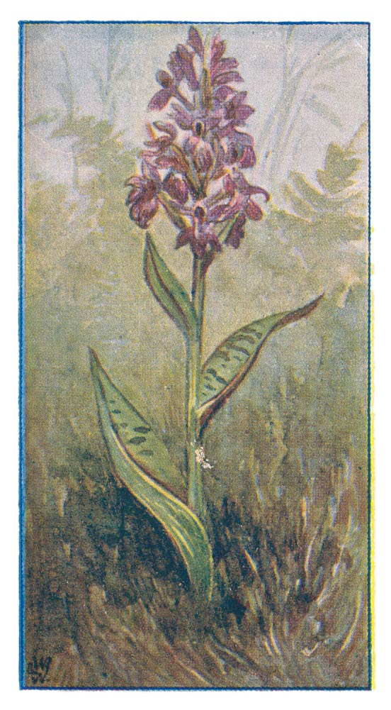 Gevlekte Orchis.