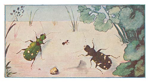 Zandloopkevers.