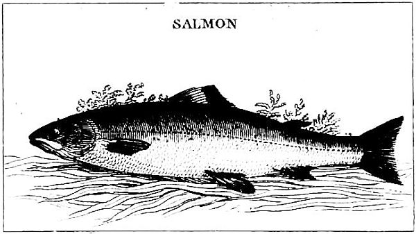 SALMON