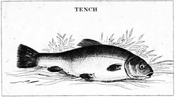 TENCH